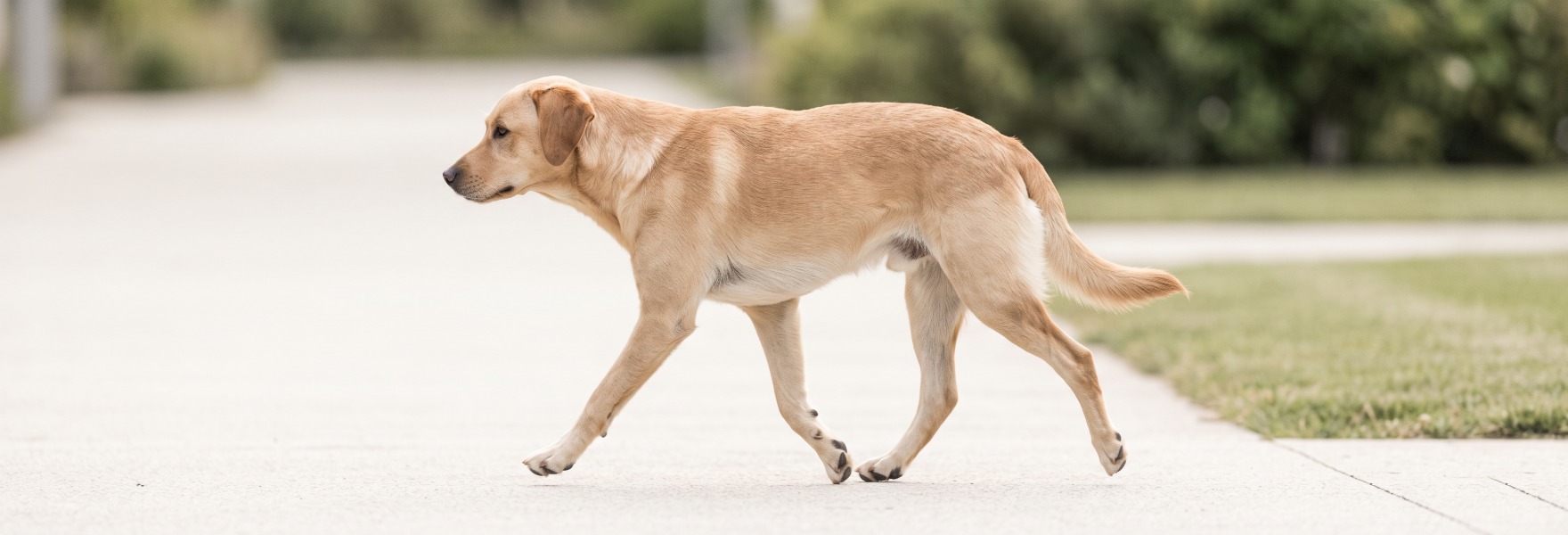 Dog walking, side profile